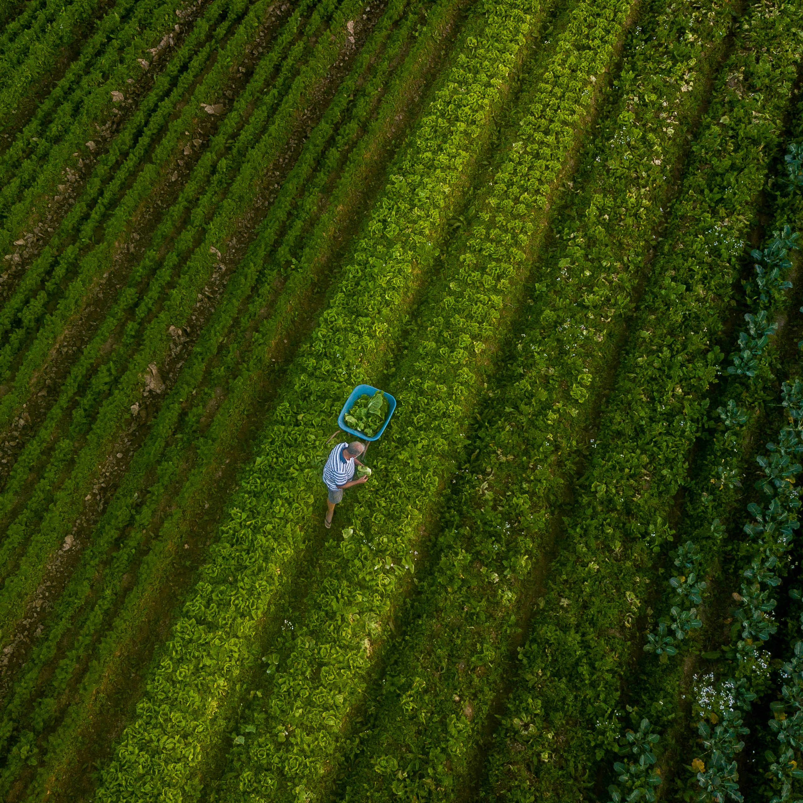 No momento, você está visualizando Estudo e análise do desempenho da agropecuária e agronegócio de Santa Catarina