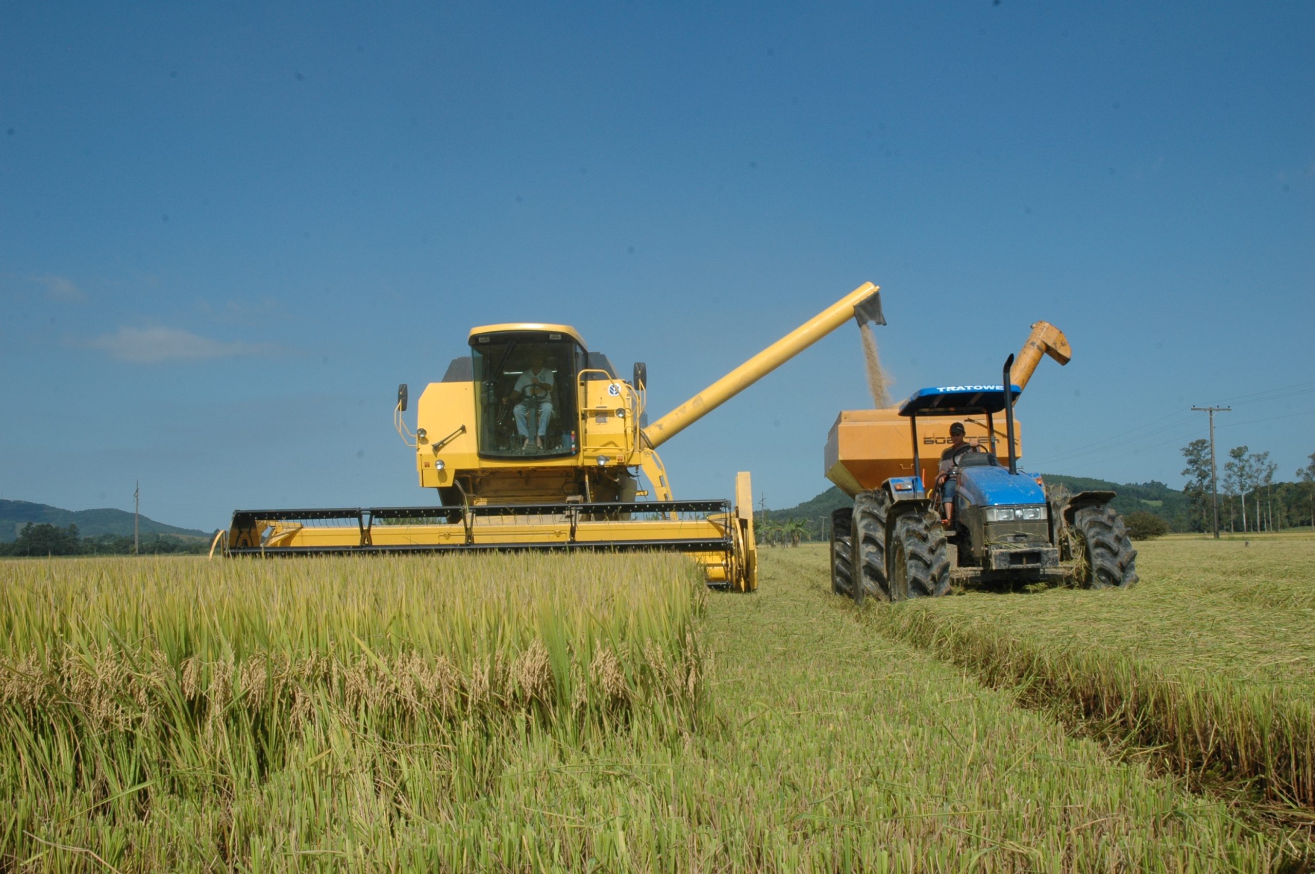 No momento, você está visualizando Diagnóstico e análise da eficiência da produção de Arroz Irrigado em Santa Catarina