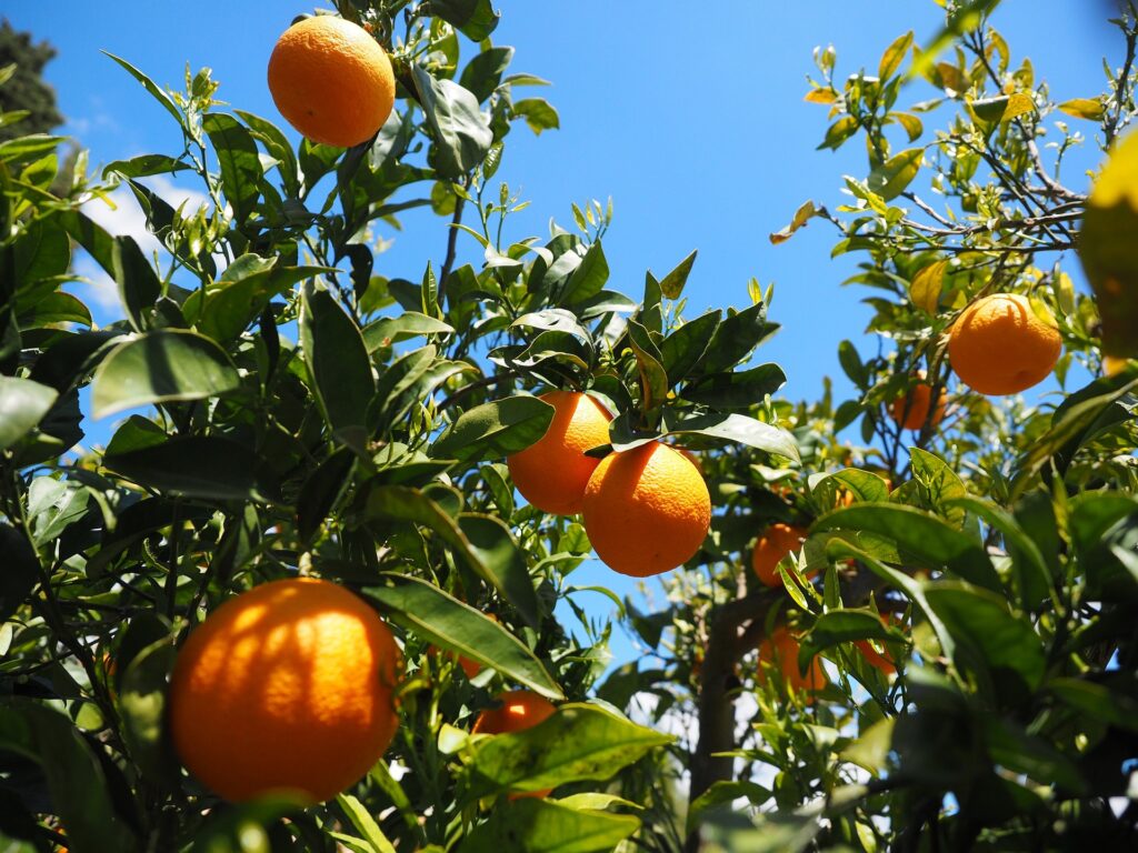 No momento, você está visualizando Estudo de acompanhamento da fruticultura e indicadores Integrado – Estudo de acompanhamento de frutas (P)
