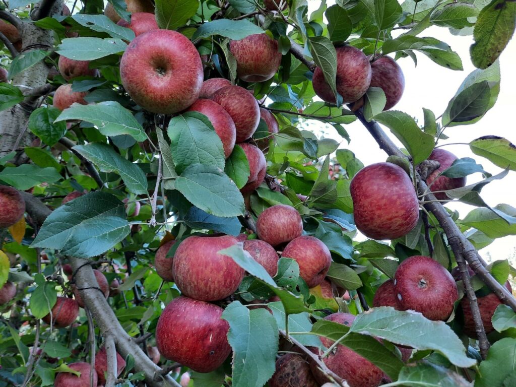 No momento, você está visualizando Estudo e análise da dinâmica e do desempenho das principais cadeias frutícolas de Santa Catarina – Estudo das cadeias produtivas da fruticultura