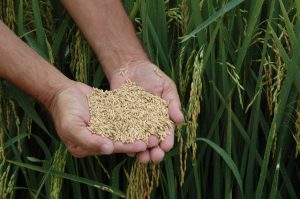 Leia mais sobre o artigo Analise espacial da produtividade e diagnóstico da produção de Arroz Irrigado em Santa Catarina