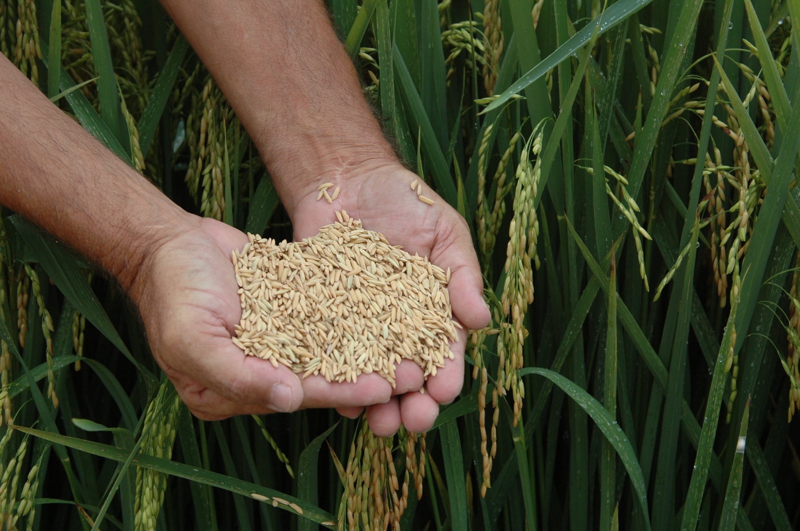 No momento, você está visualizando Analise espacial da produtividade e diagnóstico da produção de Arroz Irrigado em Santa Catarina