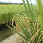 Levantamento do Custo de produção do arroz irrigado em Santa Catarina