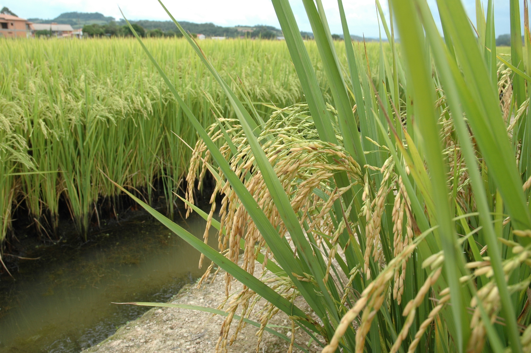 No momento, você está visualizando Levantamento do Custo de produção do arroz irrigado em Santa Catarina
