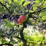 Estudo e analise de custo de produção de referencia para a fruticultura em SC