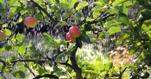 Leia mais sobre o artigo Estudo e analise de custo de produção de referencia para a fruticultura em SC