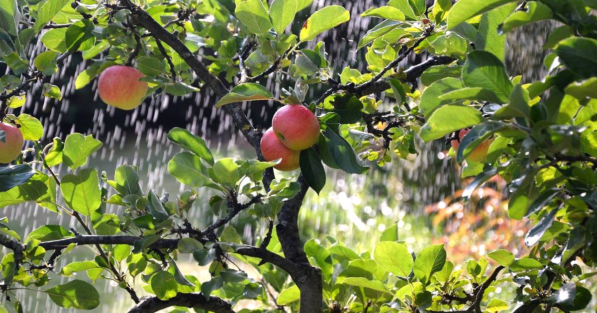 No momento, você está visualizando Estudo e analise de custo de produção de referencia para a fruticultura em SC